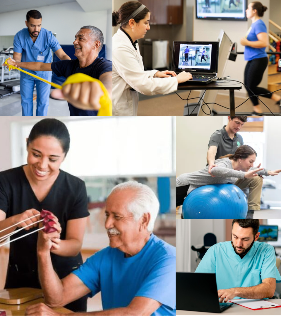 Different PT roles observed